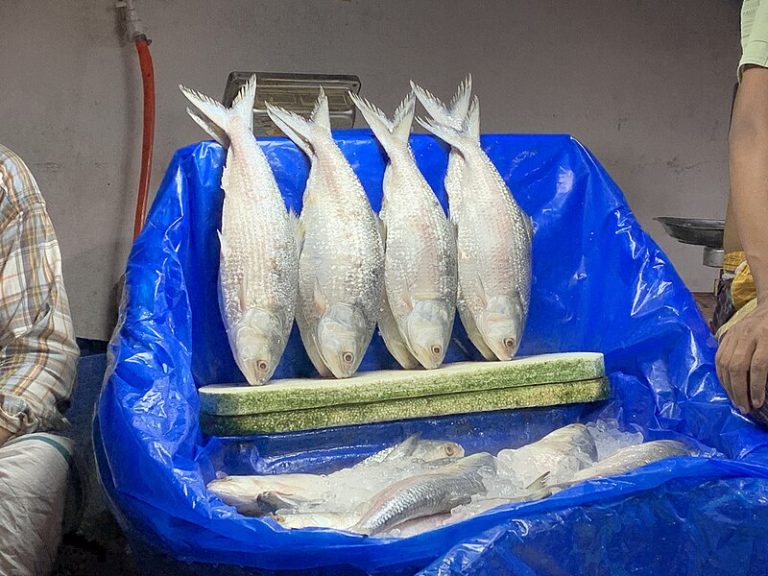 ভারতে ইলিশ গেছে অনুমোদনের ২০% মাত্র !