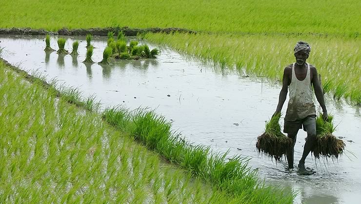 এক চতুর্থাংশ কৃষিজমির মালিক ৬% বড় কৃষক , গ্রামীণ পরিবারের ৫৬% ভূমিহীন