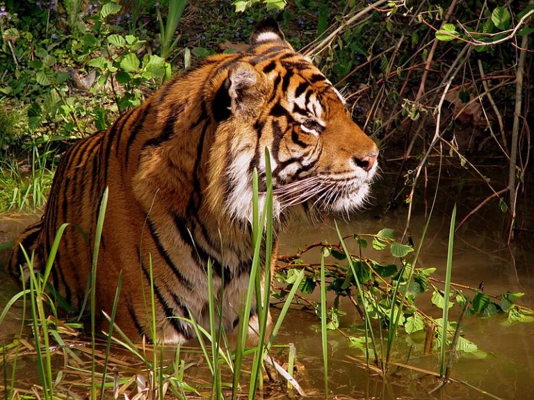 দেশে বন্যপ্রাণী হত্যা ও পাচারের ক্রমবর্ধমান বিপর্যয়