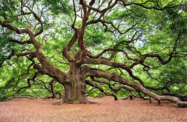 বিজ্ঞানীদের অভিনব গবেষণায় ধরা পড়ল প্রতিবেশী গাছকে বার্তা পাঠাচ্ছে গাছ