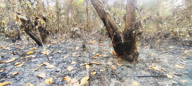 গাজীপুরে আগুনে পুড়ছে গজারী বন জীব বৈচিত্র্য হুমকিতে