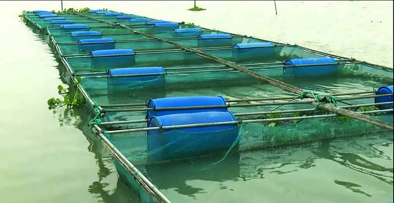 বাংলাদেশে চাষের মাছে ভয়ঙ্কর অ্যান্টিবায়োটিক প্রতিরোধী ই. কোলাই