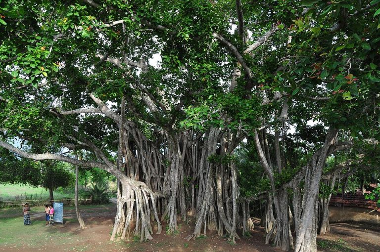 শিরকের অভিযোগে বটগাছ কাটা , ধর্মীয় ইস্যুতে কেন বারবার এ ধরনের ঘটনা ?