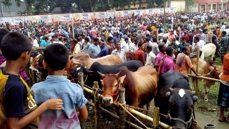 কোরবানির বাজারে সংকট, মধ্যবিত্তের ক্রয়ক্ষমতা কমেছে