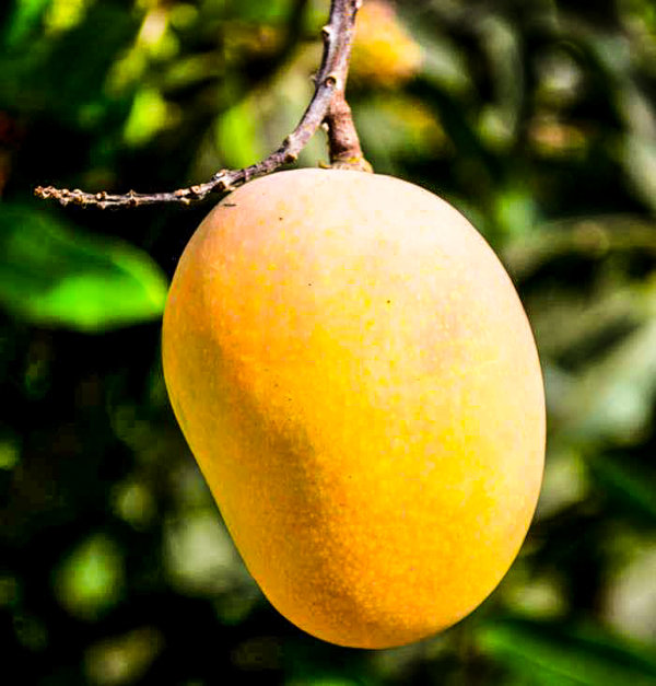 আমের অর্থনীতি
