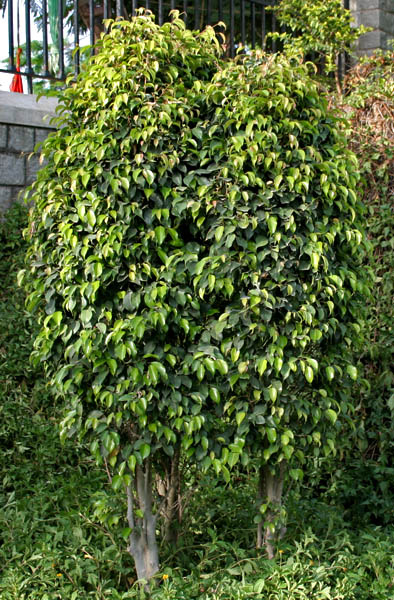 মানুষের মতো শব্দ করে কাঁদতে পারে গাছ?