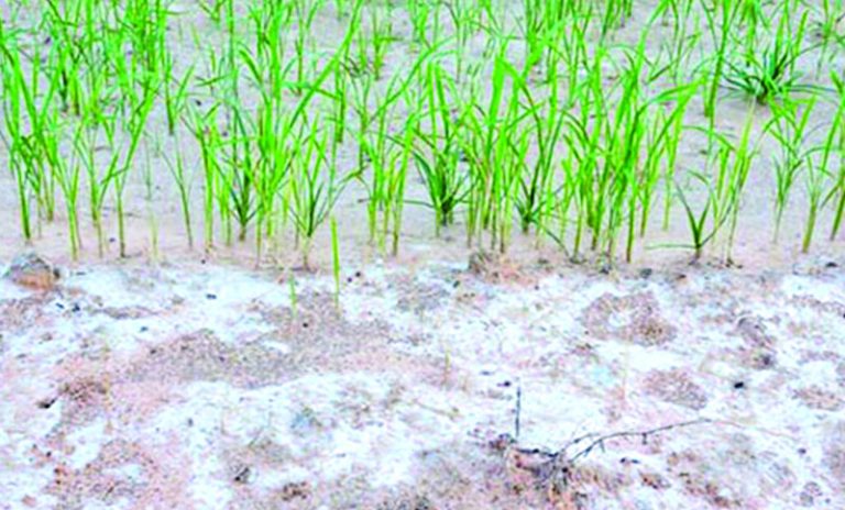 দেশের উপকূলীয় অঞ্চলে লবণাক্ততার কারণে ক্ষতিগ্রস্ত হচ্ছে জলজ উদ্ভিদ