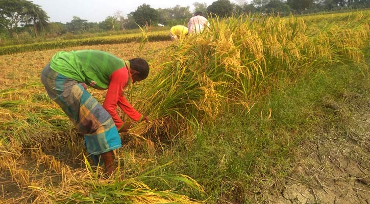 ধান-চালের বাজারে এখনো সিণ্ডিকেট, চালের দাম বাড়ছে কৃষকও লাভ পাচ্ছে না