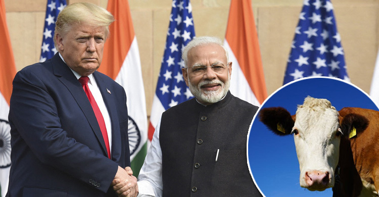 দ্য ইকোনমিস্টের প্রতিবেদন : ট্রাম্প-মোদীর ‘বন্ধুত্ব’ নষ্টের নেপথ্যে গরুর দুধ?