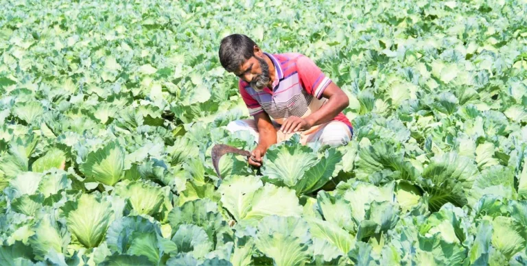 উচ্চমূল্যের সার-বীজ, ফসল উৎপাদন বাড়লেও লাভ পাচ্ছেন না কৃষক