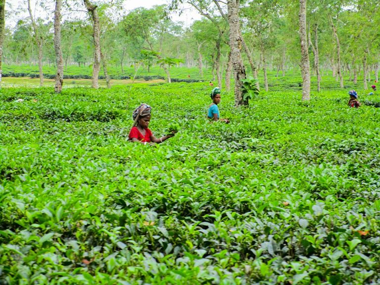 জুলাইয়ে বৃষ্টিপাতের প্রভাবে চা উৎপাদন বৃদ্ধি পেয়েছে