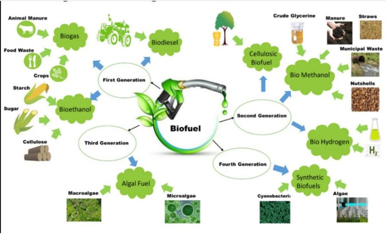 জৈব জ্বালানি পরিবেশের জন্য সমাধান নাকি হুমকি?
